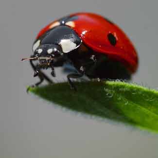 A close-up of a ladybug on a blade of grass